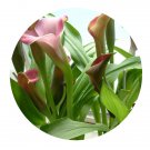 DwarfGiantFarm 100Pcs A Set Zantedeschia aethiopica Spreng Seed ProQgf
