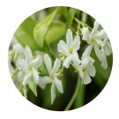 DwarfGiantFarm 100Pcs A Set Trachelospermum jasminoides Seed  ProQgf