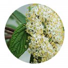 DwarfGiantFarm 100Pcs A Set Viburnum rhytidophyllum Seed  ProQgf