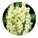 DwarfGiantFarm 100Pcs A Set Yucca gloriosa Seed  ProQgf