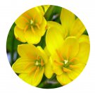DwarfGiantFarm 100Pcs A Set Zephyranthes citrina Seed ProQgf
