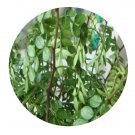 DwarfGiantFarm 100Pcs A Set Zanthoxylum Odorum Seed ProQgf