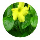 DwarfGiantFarm 100Pcs A Set Urachites lutea Seed  ProQgf