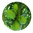 DwarfGiantFarm 100Pcs A Set Torreya grandis Seed   ProQgf
