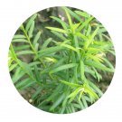DwarfGiantFarm 100Pcs A Set Taxus chinensis Seed   ProQgf