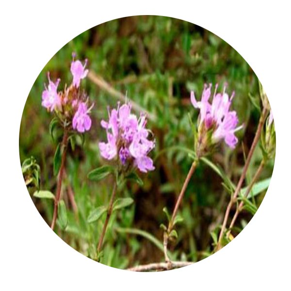 DwarfGiantFarm 100Pcs A Set Thymus mongolicus Seed   ProQgf