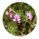 DwarfGiantFarm 100Pcs A Set Thymus mongolicus Seed   ProQgf