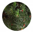 DwarfGiantFarm 100Pcs A Set Taxus cuspidate Nana Seed   ProQgf