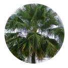 DwarfGiantFarm 100Pcs A Set Trachycarpus fortunei Seed   ProQgf