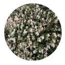 DwarfGiantFarm 100Pcs A Set Trachelospermum jasminoides Flame Seed   ProQgf