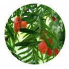 DwarfGiantFarm 100Pcs A Set Taxus yunnanensis Cheng Seed   ProQgf