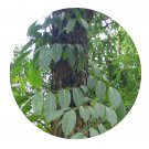 DwarfGiantFarm 100Pcs A Set Terminalia arjuna Seed   ProQgf