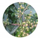 DwarfGiantFarm 100Pcs A Set Vaccinium bracteatum Seed   ProQgf