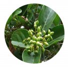 DwarfGiantFarm 100Pcs A Set Viburnum odoratissimum Seed    ProQgf