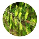 DwarfGiantFarm 100Pcs A Set Taxodium mucronatum Seed     ProQgf