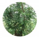 DwarfGiantFarm 100Pcs A Set Torreya grandis Seed    ProQgf
