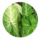 DwarfGiantFarm 100Pcs A Set Syngonium podophyllum Seed  ProQgf