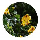DwarfGiantFarm 100Pcs A Set Solandra nitida Seed  ProQgf