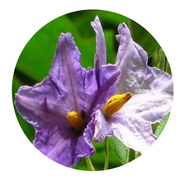 DwarfGiantFarm 100Pcs A Set Solanum wrightii Bentham Seed  ProQgf
