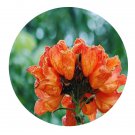 DwarfGiantFarm 100Pcs A Set Spathodea campanulata Seed   ProQgf
