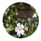 DwarfGiantFarm 100Pcs A Set Serissa japonica Seed ProQgf