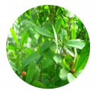 DwarfGiantFarm 100Pcs A Set Synsepalum Dulcificum Denill Seed ProQgf