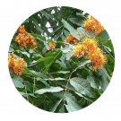 DwarfGiantFarm 100Pcs A Set Shorea assamica Dyer Seed  ProQgf
