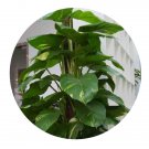 DwarfGiantFarm 100Pcs A Set Scindapsus aureun Seed  ProQgf