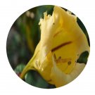 DwarfGiantFarm 100Pcs A Set Solandra longiflora Seed  ProQgf