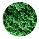 DwarfGiantFarm 100Pcs A Set Selaginella Seed  ProQgf