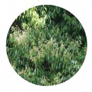 DwarfGiantFarm 100Pcs A Set Syzygium odoratum Seed ProQgf