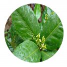 DwarfGiantFarm 100Pcs A Set Sarcandra glabra Seed ProQgf