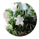 DwarfGiantFarm 100Pcs A Set Serissa japonica Seed ProQgf