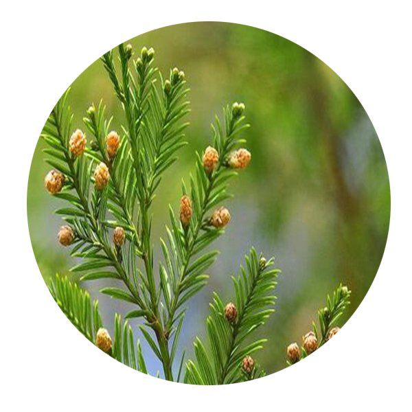 DwarfGiantFarm 100Pcs A Set Sequoia sempervirens Seed  ProQgf