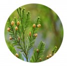 DwarfGiantFarm 100Pcs A Set Sequoia sempervirens Seed  ProQgf