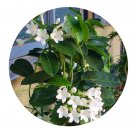 DwarfGiantFarm 100Pcs A Set Stephanotis floribunda Seed ProQgf