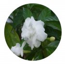 DwarfGiantFarm 100Pcs A Set Tabernaemontana divaricata Seed  ProQgf
