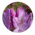 DwarfGiantFarm 5000Pcs A Set Rhododendron rivulare seed ProQgf
