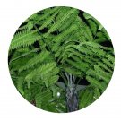 DwarfGiantFarm 200Pcs A Set Alsophila spinulosa Seed ProQgf