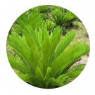 DwarfGiantFarm 200Pcs A Set Braineainsignis Seed  ProQgf