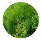 DwarfGiantFarm 200Pcs A Set Ceratopteristhalictroides Seed ProQgf