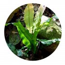 DwarfGiantFarm 200Pcs A Set Colysis hemionitidea Seed  ProQgf
