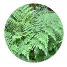 DwarfGiantFarm 200Pcs A Set Ctenitis rhodolepis Seed  ProQgf