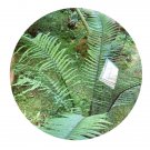 DwarfGiantFarm 200Pcs A Set Dryopteris atrata Seed  ProQgf
