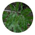 DwarfGiantFarm 200Pcs A Set Ctenitopsis glabra Ching et Seed  ProQgf