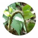 DwarfGiantFarm 200Pcs A Set Dryopteris setosa Seed  ProQgf
