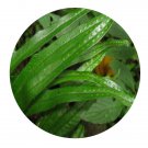 DwarfGiantFarm 200Pcs A Set Microsorium punctatum Seed ProQgf