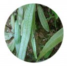 DwarfGiantFarm 200Pcs A Set Colysis wrightii Ching Seed  ProQgf
