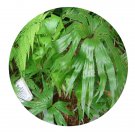 DwarfGiantFarm 200Pcs A Set Dipteris conjugata Seed  ProQgf