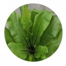 DwarfGiantFarm 200Pcs A Set Neottopteris antiqua Seed  ProQgf